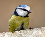 Blue Tit 8R85D-14